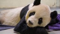 Tuga u zoo vrtu: Uginula džinovska panda u Tajpeju, bila je poklon od Kine