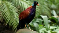 Povratak fazanskog goluba: Na Papua Novoj Gvineji snimljena ptica koja nije viđena 140 godina