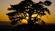 This sacred pine is the oldest "inhabitant" of Kamena Gora: A natural shrine as a symbol of longevity