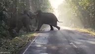 Udarila surla na surlu: Trese se džungla od tuče slonova