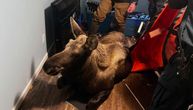 Porodica u podrumu zatekla životinju tešku 220 kilograma: Vatrogasci dotrčali upomoć