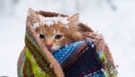 Kućni ljubimci i hladnoća: Koja temperatura je preniska za mačku?