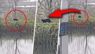 Crni panter ponovo viđen? Životinja navodno snimljena u Vrbasu, ribočuvar na terenu češlja područije