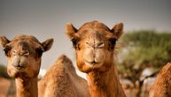 Katar 2022: Na Mundijalu i izbor za Mis kamile!