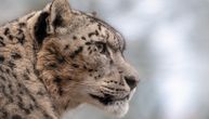 Zoološki vrt Marvel: Uginuo Indiver, 14-godišnji snežni leopard