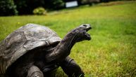 Džonatan slavi 190. rođendan: Ova kornjača je najstarija kopnena životinja na svetu