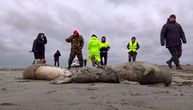Pretužan prizor na ruskoj obali: Našli još uginulih foka