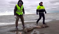 Ekološka katastrofa na jugu Rusije: Na obali Kaspijskog mora pronađeno 1.700 uginulih foka
