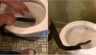 Vrlo neprijatno iznenađenje: Iz WC šolje izvukao zmiju dugu dva metra
