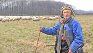 Deda Drago svoje stado ne bi dao ni za bogatstvo: Sa svojih 80 godina ima 150 ovaca i neće da ih da