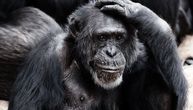 Danas je Svetski dan majmuna: Primati - nezamenljiva karika evolucije