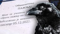 "Zabeleženo je nekoliko napada vrana" Tri ptice vrebaju prolaznike u Rakovici, škola upozorila na opasnost