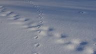 Pronašao neobične tragove u snegu, građani u strahu: Velika mačka luta šumom?