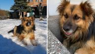 Meda je pas koji je ujedinio stanare ulice u Nišu: Zajedno su ga čuvali, oplakali, a sad će mu naslikati mural
