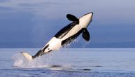 Turisti u Kaliforniji slučajno naišli na jedinstven prizor - rađanje sivog kita