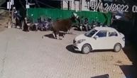 Podivljava krava nasrnula na ljude nasred ulice: Jednog nabila na rogove i bacila nekoliko metara