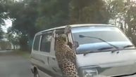 Uznemirujući snimak: Leopard napao i ranio 13 ljudi