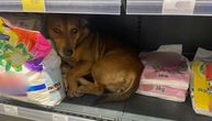 Slika koja je raznežila i razljutila Srbe: Pas se od petardi sakrio u supermarket, nizali se komentari