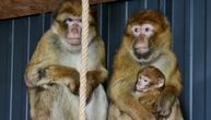 Majmun pobegao iz kaveza u Prijedoru i sa mladunčetom se popeo na drvo: Evo šta kažu vlasnici