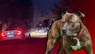 Vladana izujedali nasmrt vlasnički psi, imali ogrlice s brojem telefona: Veterina o napadu na Kosmaju
