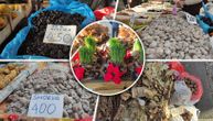 Proveravali smo cene badnjaka i suvog voća uoči Božića: Koštaju i 1.000 dinara, ali smo našli najjeftinije