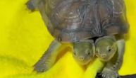 Dvoglava kornjača se svađa sama sa sobom oko hrane, jedna glava ujeda drugu!