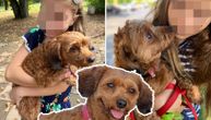 Iza oglasa o nestalom psu na Senjaku krije se neverovatna priča: A vlasnici nude 500 evra onome ko ga nađe