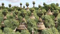 Prve kućice na drvetu koje same proizvode pijaću vodu: Inspirisane su Baobab drvećem