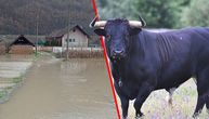 Bika teškog 800 kg bujica odnela kao da je grančica: Dobrivoje ima štetu veću od 2.000 evra