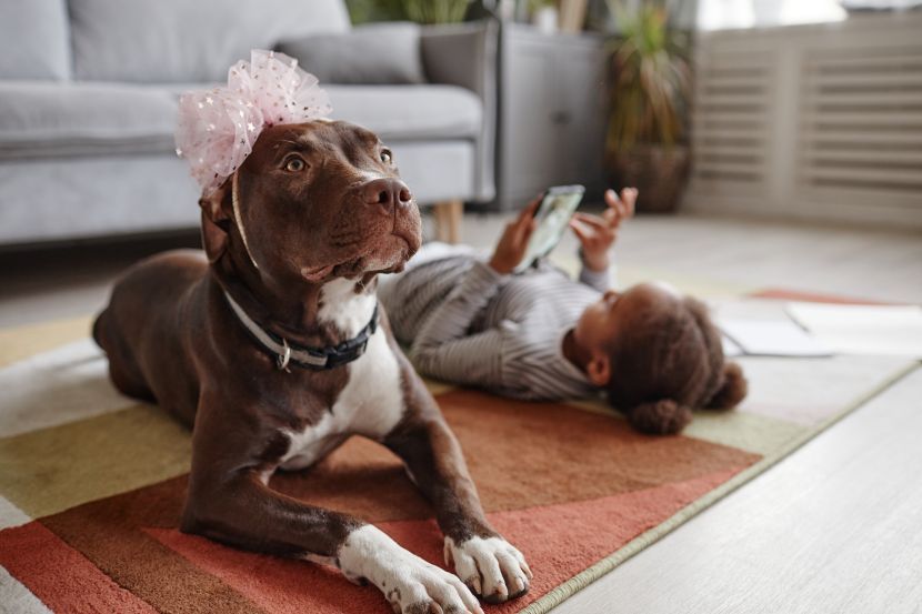 su pit bullovi dobri kućni psi