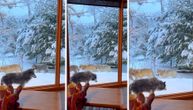 Topla kafa, sneg i vukovi: Ovo je pogled od "milion dolara"