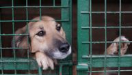 "Ponekad ostaneš bez reči na ljudsko zlo": Psu u Varaždinu izbušili rupu na nozi i kroz nju provukli lanac