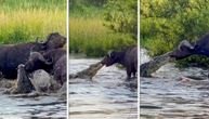 Epska borba bufala i krokodila: Predator se drznuo da napadne mnogo većeg od sebe