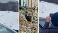 This is the gorgeous lynx Rista who recovered after getting hit by a car: He's released back into nature