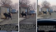 Čopor pasa se skuplja u Kaluđerici, građani uznemireni: "Nemoguće je živeti i pustiti decu na ulicu"