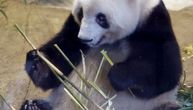 U suzama se rastali od omiljene pande: Sjang Sjang putuje iz Japana u Kinu
