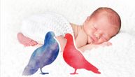 Bizarština sa Zapada stigla u Srbiju: Farbaju golubove da bi otkrili pol deteta