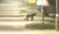 Did the Apatin panther cross the Sava? In Macva, people saw a big black cat and reported it to the police