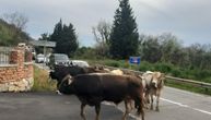 Problemi za ugostitelje u Budvi: Goveda šetaju plažama na pragu sezone