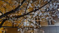 Procvetalo drvo trešnje u centru Beograda: Da li je ovo je znak da je zima prošla?