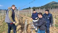 Učenici Poljoprivredne škole iz Požege orezuju vinograde na Hilandaru: Ako bude dobra berba, doći će i na leto