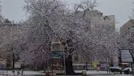 Pre dva dana procvetala, a sada je pod snegom: Hoće li pupoljci japanske trešnje preživeti zimu?!