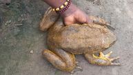 "Golijat" je najveća žaba na svetu: Stručnjaci se trude da je sačuvaju