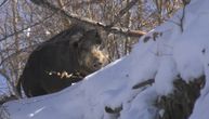 On je Bendžo, ima preko 200 kilograma i odomaćio se: Todor sa Murtenice pripitomio krdo divljih svinja