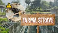 Farma strave: Napušteni krokodili "kanibali" terorisali selo, pa krenuli od gladi da jedu jedni druge