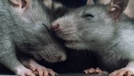 Naučnici uspeli da dobiju zdrave mladunce miševa od dva mužjaka