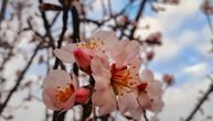 Ovo se ranije nije dešavalo: Zbunilo se drvo badema u Topoli, procvetalo kao da je proleće