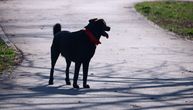 Pazite kako šetate vaše pse: Za kršenje ovih pravila kazna je 10 hiljada, kontrolor može da motri i u civilu
