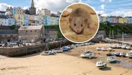 Idilični primorski grad u Velsu na udaru džinovskih pacova: Žitelji u strahu