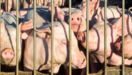 "Nisi znao, zar ne?": Reklama otkrila kroz šta prolaze životinje pre nego što se njihovo meso nađe u radnjama